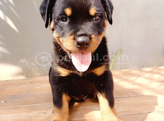 A Kalite Koca Kafa Rotweiler Yavruları görsel