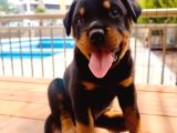 A Kalite Koca Kafa Rotweiler Yavruları