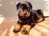 A Kalite Koca Kafa Rotweiler Yavruları