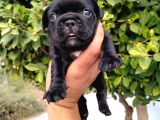 A Kalite French Bulldog Yavruları