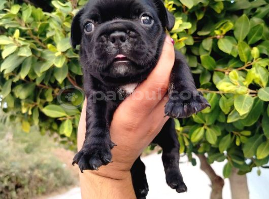 A Kalite French Bulldog Yavruları görsel