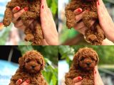 Türki̇yeni̇n En Güzel Korea Poodle Yavrulari