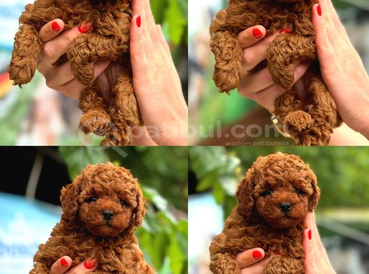 Türki̇yeni̇n En Güzel Korea Poodle Yavrulari görsel