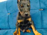 A Kalite Doberman Yavruları