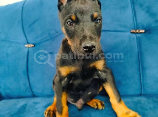 A Kalite Doberman Yavruları görsel