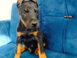 A Kalite Doberman Yavruları