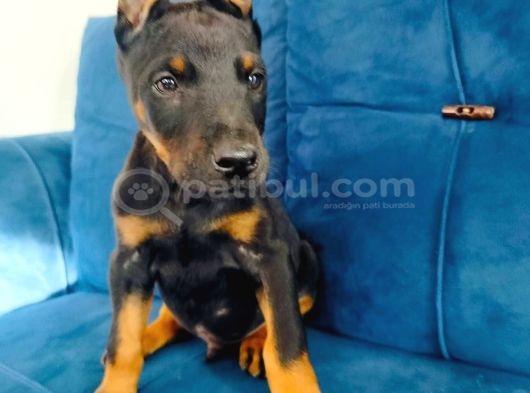 A kalite doberman yavruları