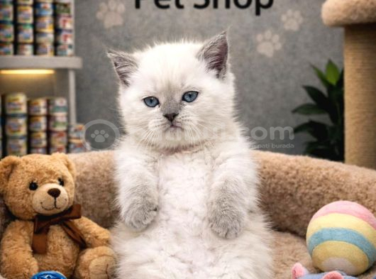 Top Kafa British Blue Point Yavrularımız görsel