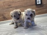 Çok Büyümeyen Minyatür Minnaklarım