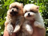 Tedy Pomerinian Boo Bebekler
