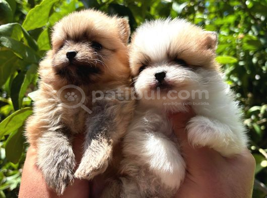 Tedy Pomerinian Boo Bebekler görsel