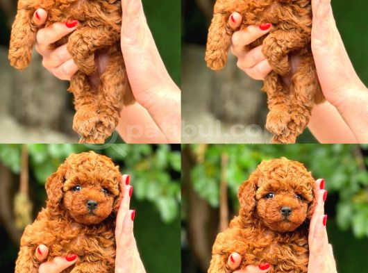 Türki̇yeni̇n En Güzel Korea Poodle Yavrulari görsel