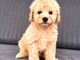 Muhteşem Güzellikte A Kalite Maltipoo Yavrularım