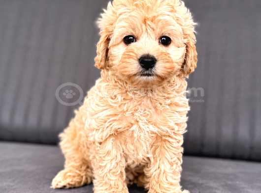 Muhteşem Güzellikte A Kalite Maltipoo Yavrularım görsel