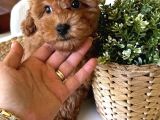 Ev Doğumu Toypoodle Bebişler