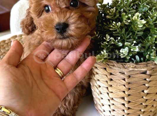 Ev Doğumu Toypoodle Bebişler görsel