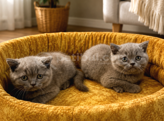 Top Kafa Harika British Shorthair Yavrularımız görsel