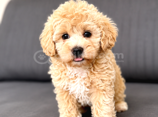 Muhteşem Güzellikte A kalite maltipoo yavrularım