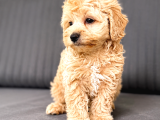 Muhteşem Güzellikte A Kalite Maltipoo Yavrularım