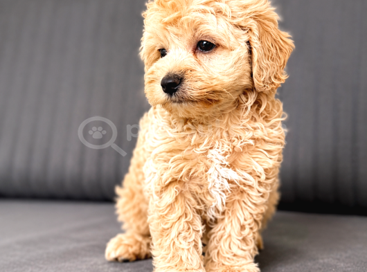 Muhteşem Güzellikte A Kalite Maltipoo Yavrularım görsel