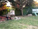 Wolfdog 12 Aylık Uysal