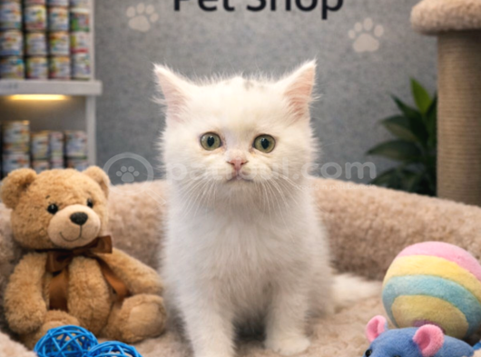 Karbeyaz British Shorthair Oyuncu Yavrularımız