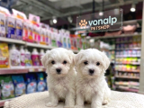 Mall Of İstanbul Vonalpten Maltese Terri̇er Yavrular