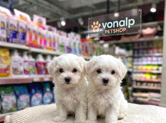Mall Of İstanbul Vonalpten Maltese Terri̇er Yavrular görsel