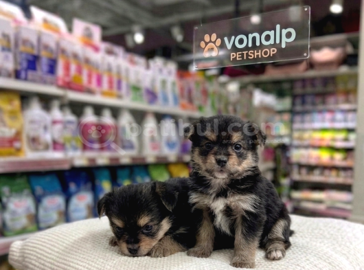 Mall Of İstanbul Vonalpten Morki̇e Yavrular görsel