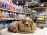 Mall Of İstanbul Vonalpten Malti̇poo Yavrular