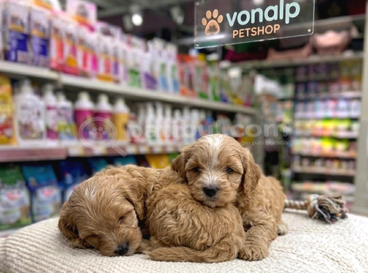 Mall Of İstanbul Vonalpten Malti̇poo Yavrular görsel