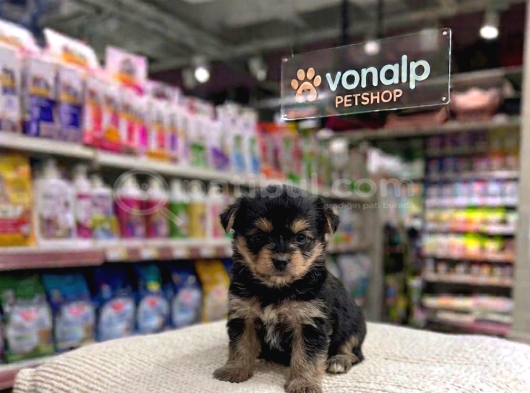 Mall Of İstanbul Vonalpten Morki̇e Yavrular