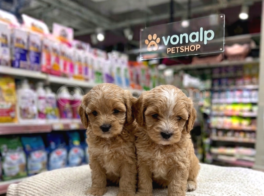 Mall Of İstanbul Vonalpten Malti̇poo Yavrular görsel