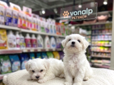 Mall Of İstanbul Vonalpten Maltese Terri̇er Yavrular