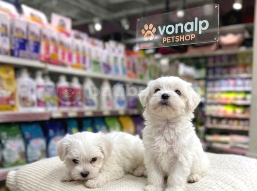 Mall Of İstanbul Vonalpten Maltese Terri̇er Yavrular görsel