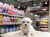 MALL OF İSTANBUL VONALPTEN MALTESE TERRİER YAVRULAR