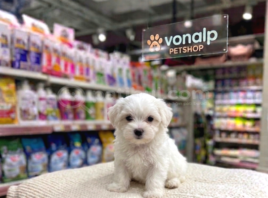 Mall Of İstanbul Vonalpten Maltese Terri̇er Yavrular