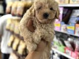Maltipoo Yavrularımız Tüy Dökmez Koku Yapmaz