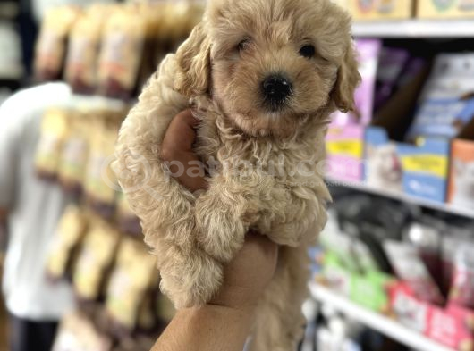 Maltipoo Yavrularımız Tüy Dökmez Koku Yapmaz görsel