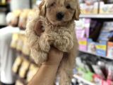 Maltipoo Yavrularımız Tüy Dökmez Koku Yapmaz