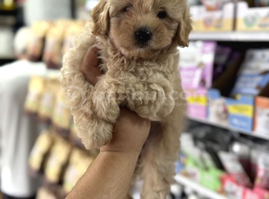 Maltipoo Yavrularımız Tüy Dökmez Koku Yapmaz görsel
