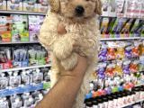 Maltipoo Yavrularımız Tüy Dökmez Koku Yapmaz