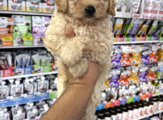 Maltipoo Yavrularımız Tüy Dökmez Koku Yapmaz görsel