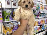 Maltipoo yavrularımız tüy dökmez koku yapmaz
