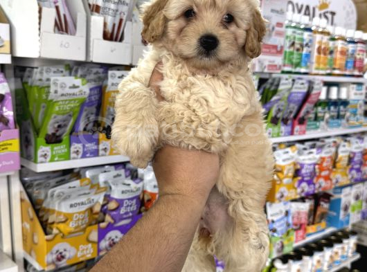Maltipoo Yavrularımız Tüy Dökmez Koku Yapmaz
