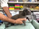 Cane Corso Yavrularimiz