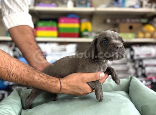 Cane Corso Yavrularimiz görsel