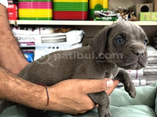 Cane Corso Yavrularimiz
