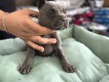 Cane Corso Yavrularimiz