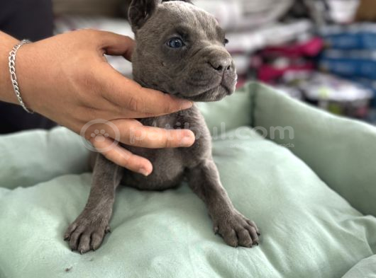Cane Corso Yavrularimiz görsel